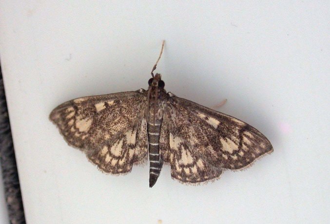 PHLYCTAENIA STACHYDALIS - GARDEN