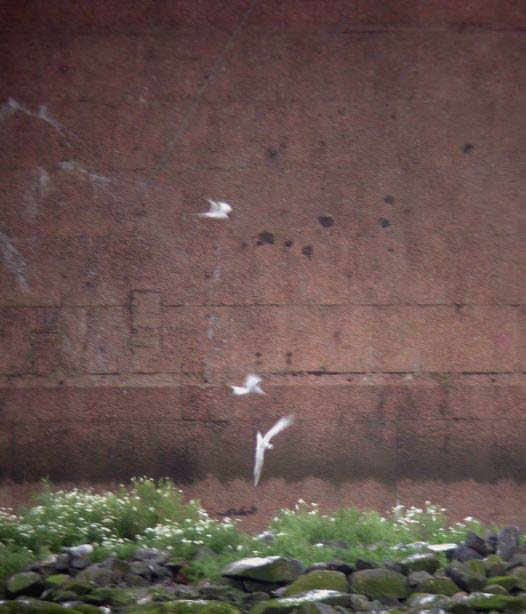 WORLD'S POOREST ROSEATE TERN PIC (TOP BIRD)