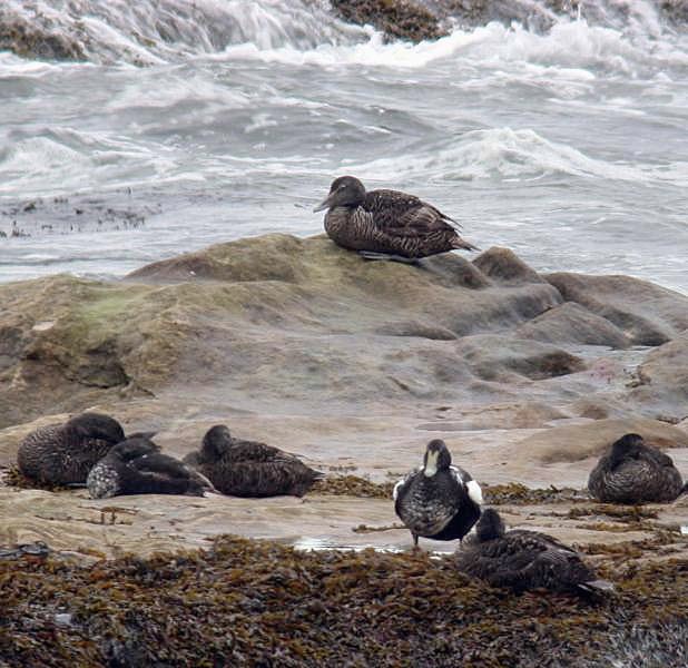 EIDERS - ST. ANDREWS