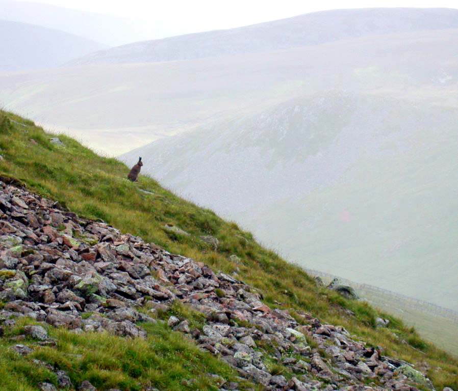 MOUNTAIN HARE - GLENSHEE