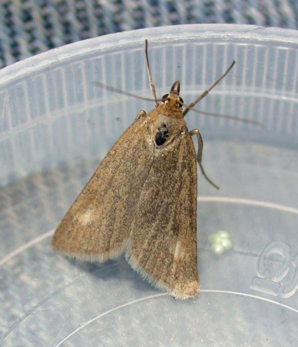 UDEA ULIGINOSALIS - GLENSHEE