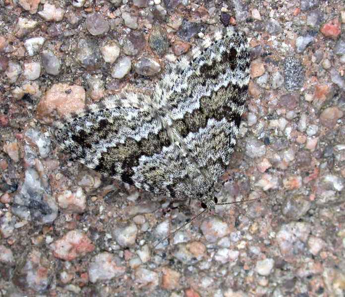 GREY MOUNTAIN CARPET - GLENSHEE