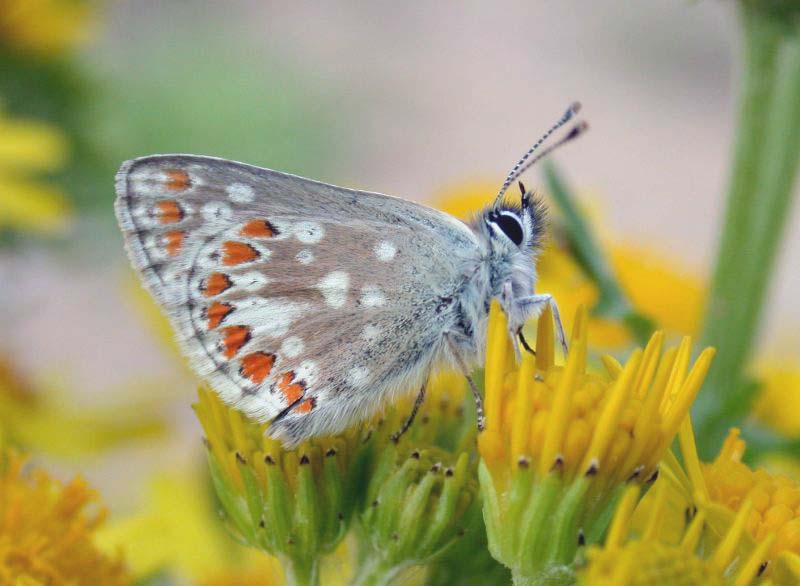 NORTHERN BROWN ARGUS - KEILOCH