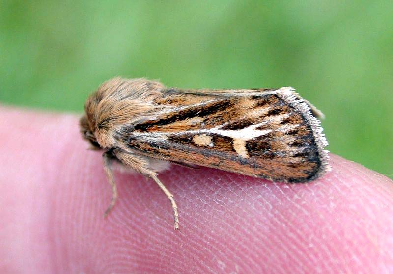 ANTLER MOTH - KEILOCH