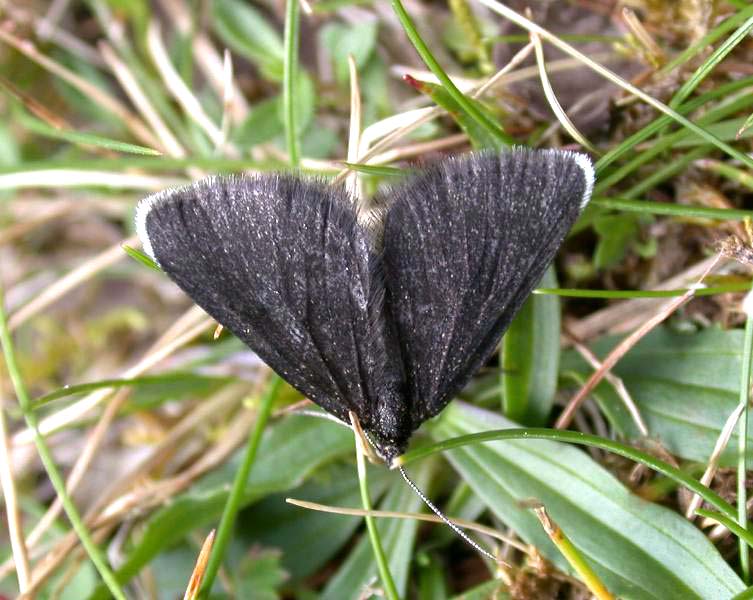 CHIMNEY SWEEPER - KEILOCH