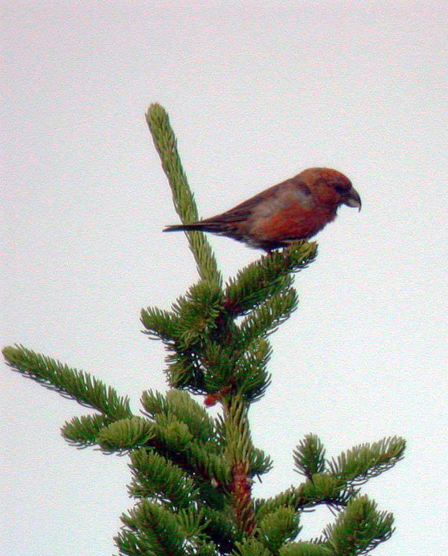 PROBABLE OR POSSIBLE SCOTTISH OR PARROT CROSSBILL - KEILOCH