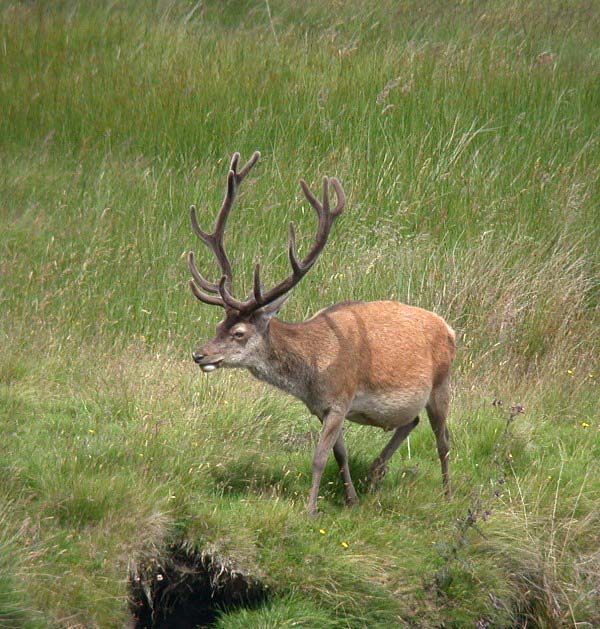 RED DEER - GLEN MUICK
