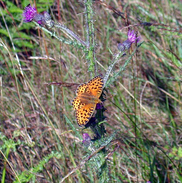 DARK GREEN FRITILLARY - GLEN MUICK