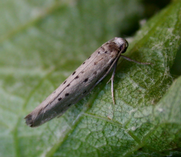 YPONOMEUTA SEDELLA - GARDEN