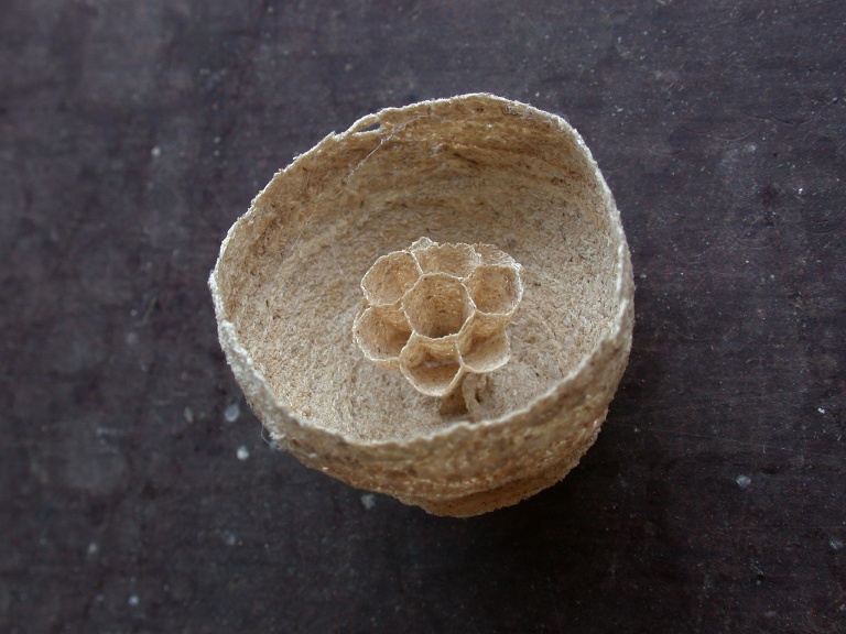 EARLY WASP NEST