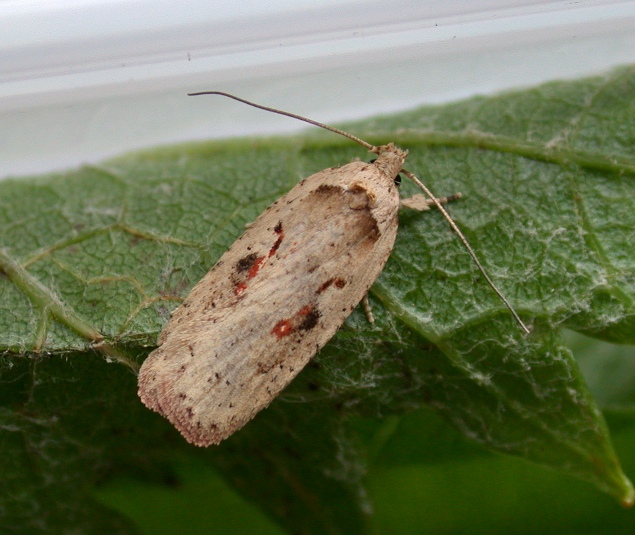 AGONOPTERIX OCELLANA - GARDEN