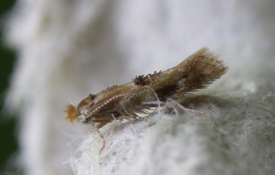 BUCCULATRIX ULMELLA - GARDEN