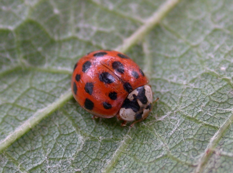 HARLEQUIN LADYBIRD - GARDEN