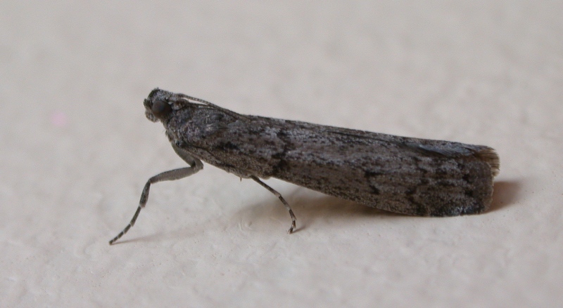 MEDITERRANEAN FLOUR MOTH - INSIDE THE HOUSE