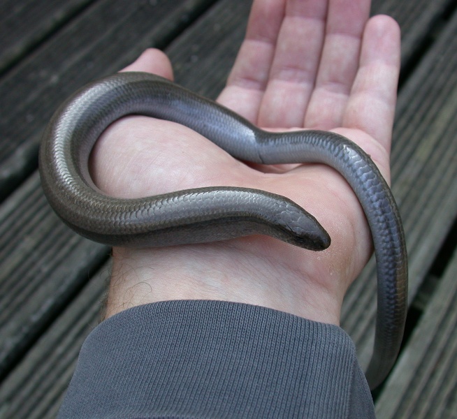 SLOW WORM IN THE GARDEN
