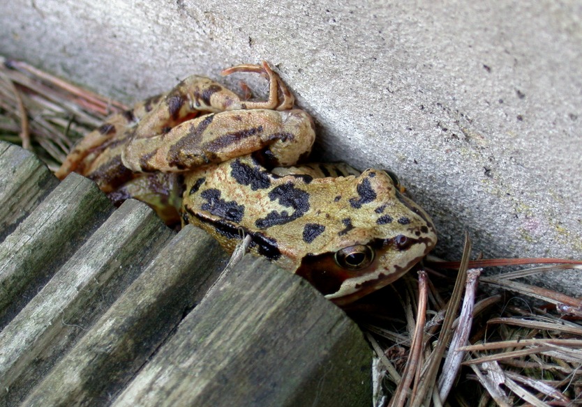FROG IN THE GARDEN