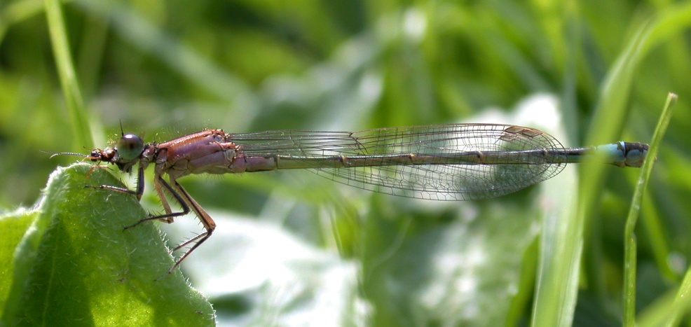BLUE-TAILED DAMSELFLY IN THE GARDEN