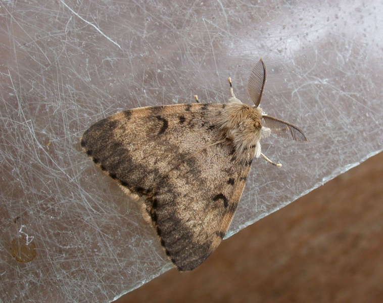 GYPSY MOTH - GARDEN