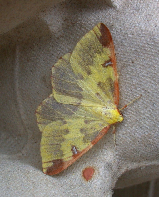 ABERRANT BRIMESTONE - GARDEN