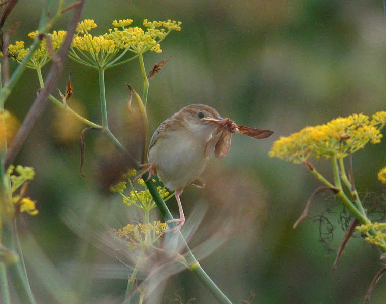 BREEDING CONFIRMED FOR THE FAN-TAILED WARBLERS