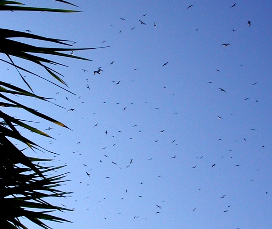 ANT-FUELLED GULL FEEDING FRENZY OVER THE GARDEN
