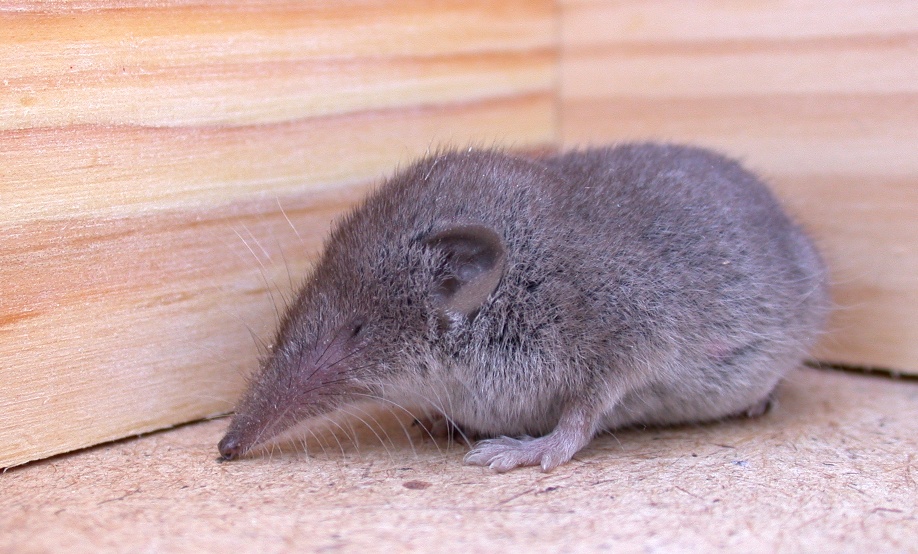 GREATER WHITE-TOOTHED SHREW IN THE GARDEN