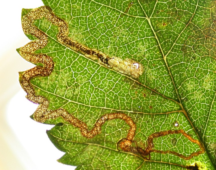 STIGMELLA LEMNISCELLA MINE