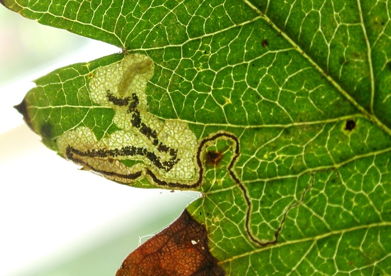 stigmella hybnerella mine and larva