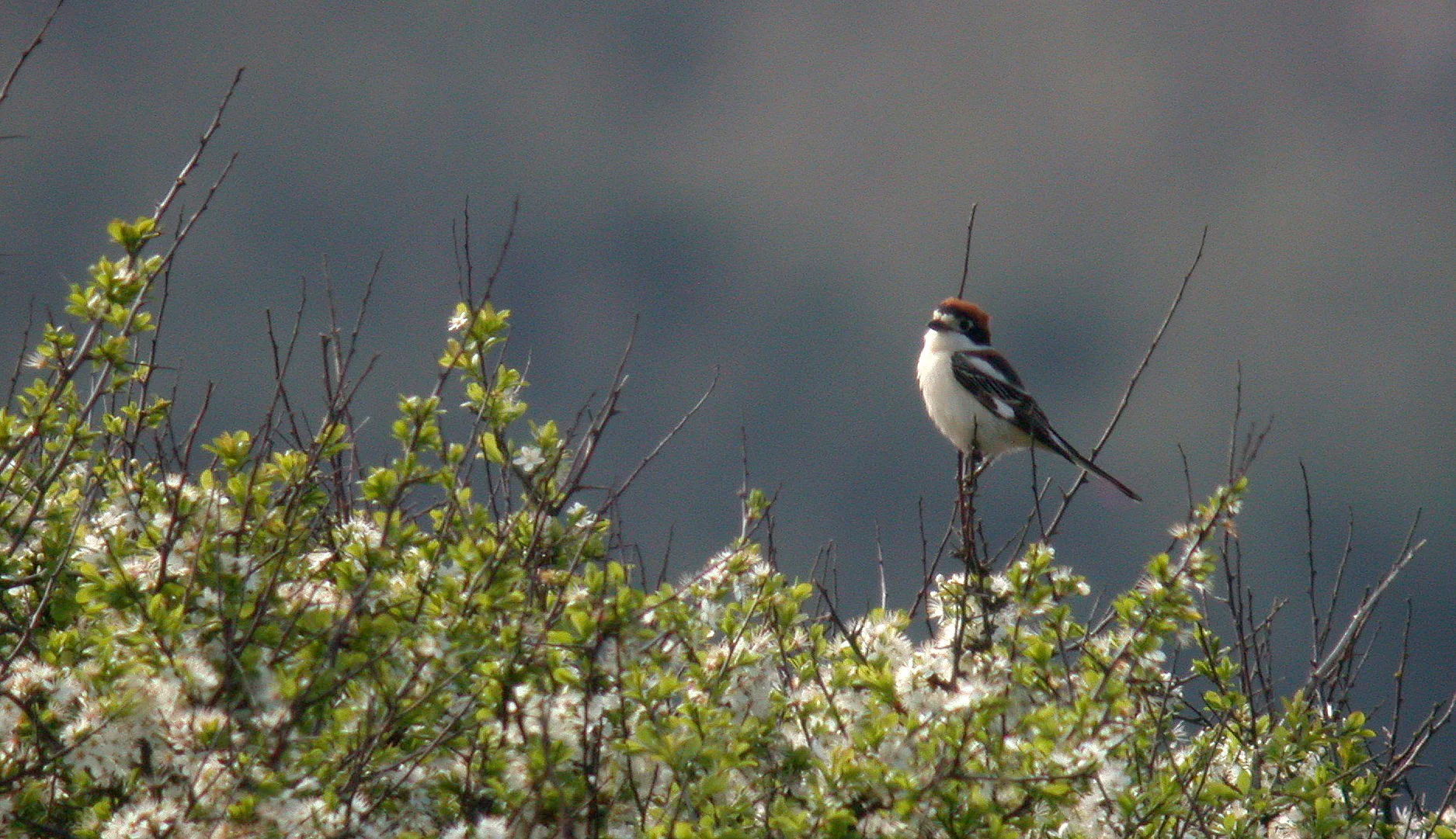Woodchat Shrike Rocquaine 16Apr11 h ps.JPG