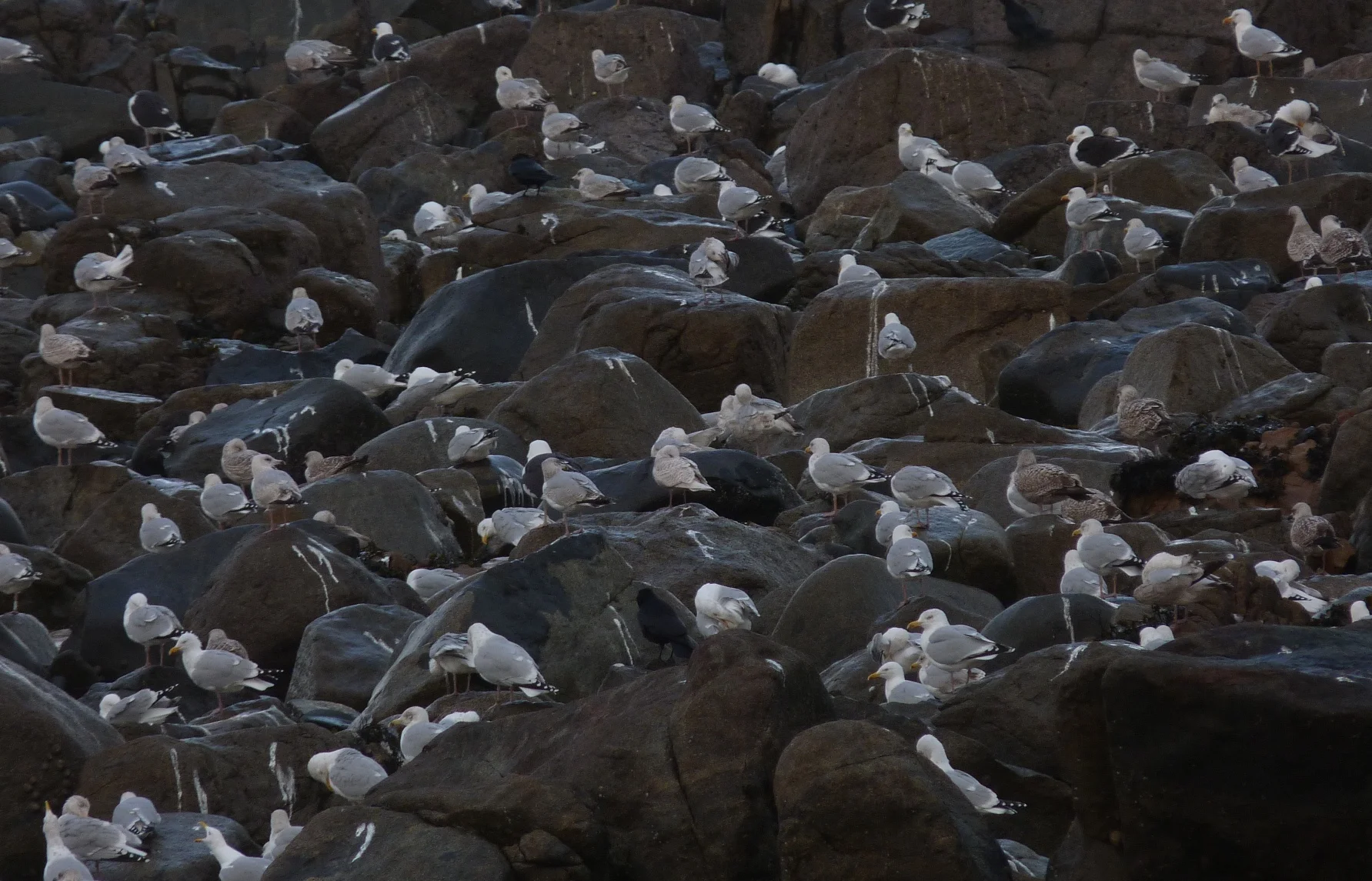 Iceland Gull Chouet 7Jan12.JPG