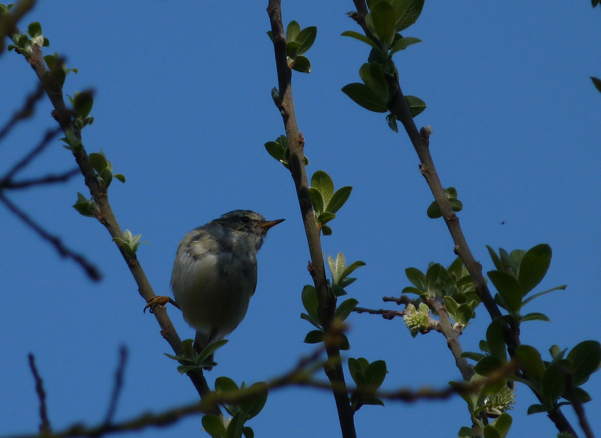 Yellow-browed Warbler MNord 28Mar12 a.JPG