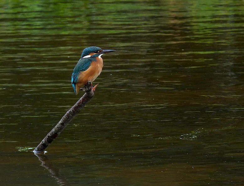 Kingfisher RDB 11Oct12 a crop.JPG