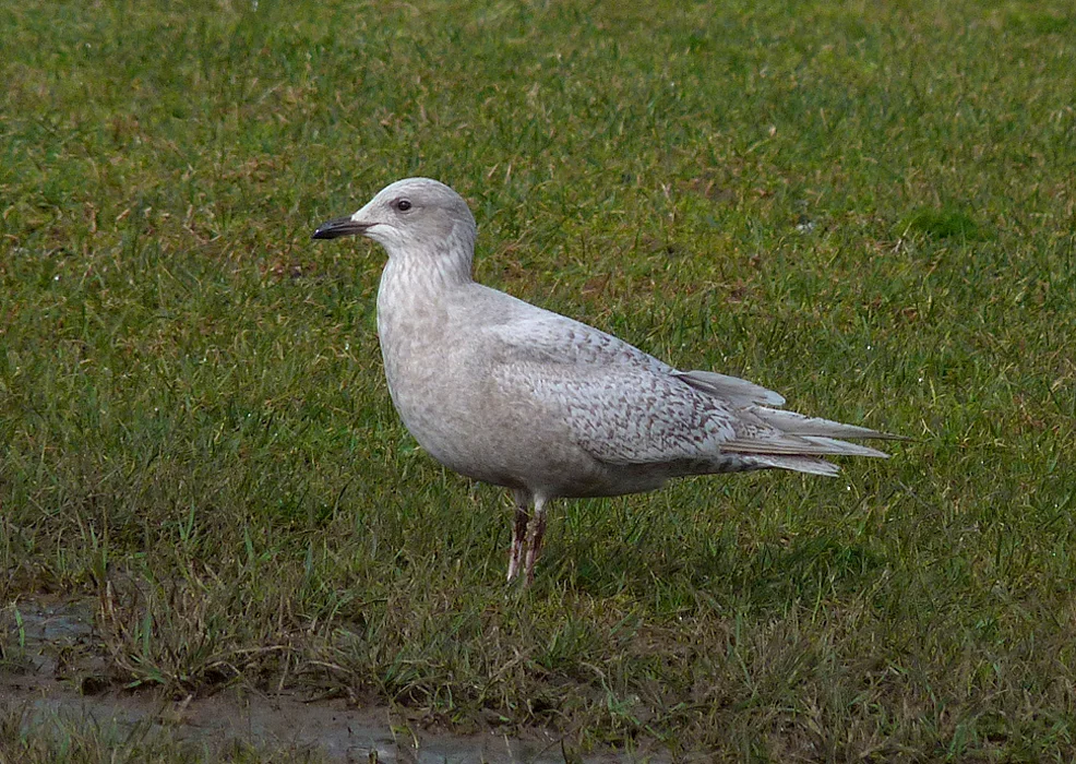 Kumliens Gull LEree.jpg