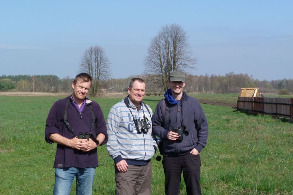 Three magnificent and rare hunks of beef........and three bison in the background.