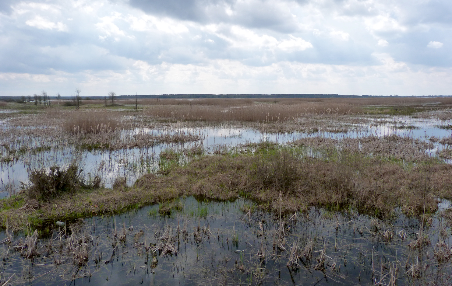 The marshes and reedbeds from the northeastern side of Siemianowka Reservoir