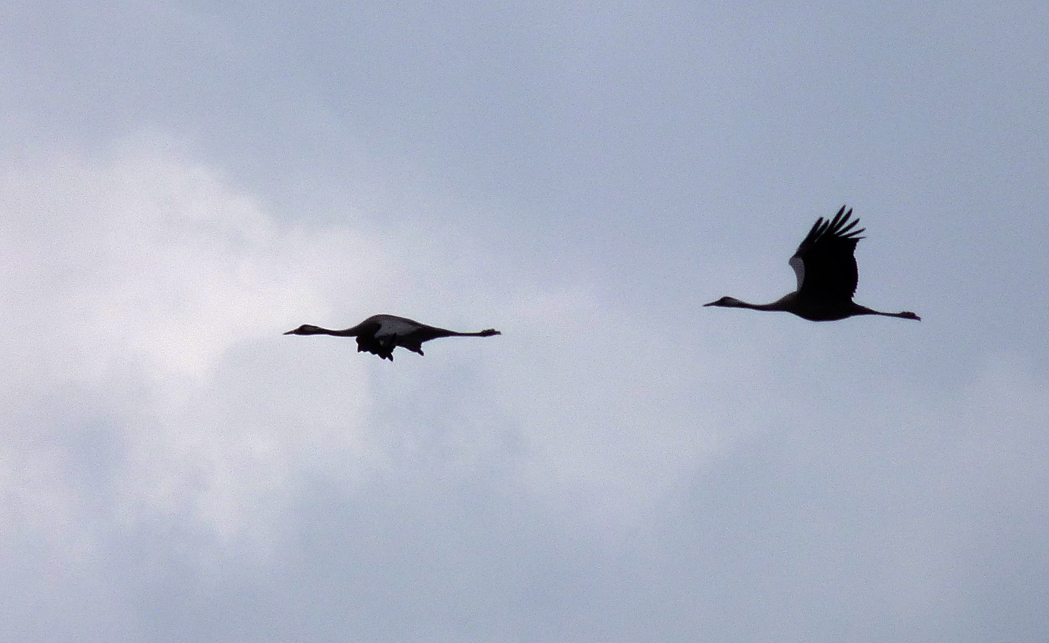 Cranes - Siemianowka Reservoir