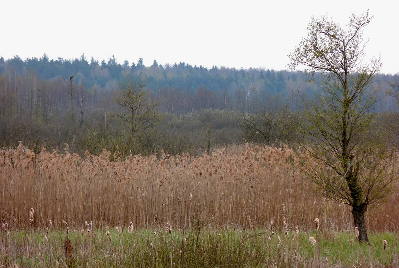 A distant White-tailed Eagle looks out across the marshes from its viewpoint.