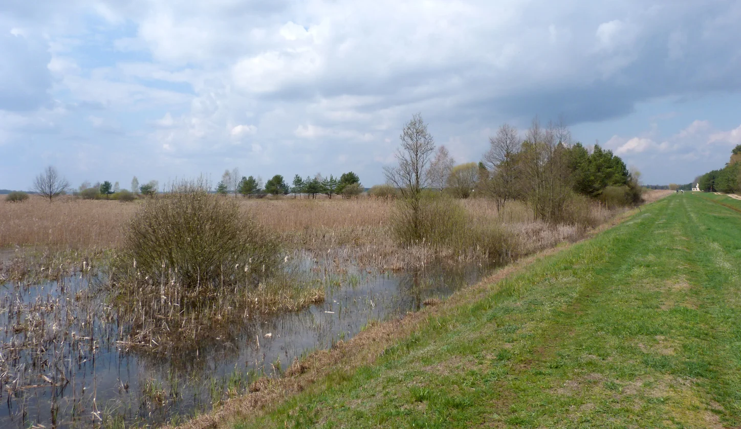 The bank alongside the reservoir with the trees that the Penduline Tit was nesting in.
