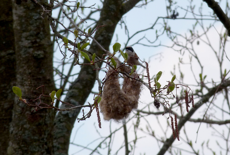 Penduline Tit - Siemianowka Reservoir