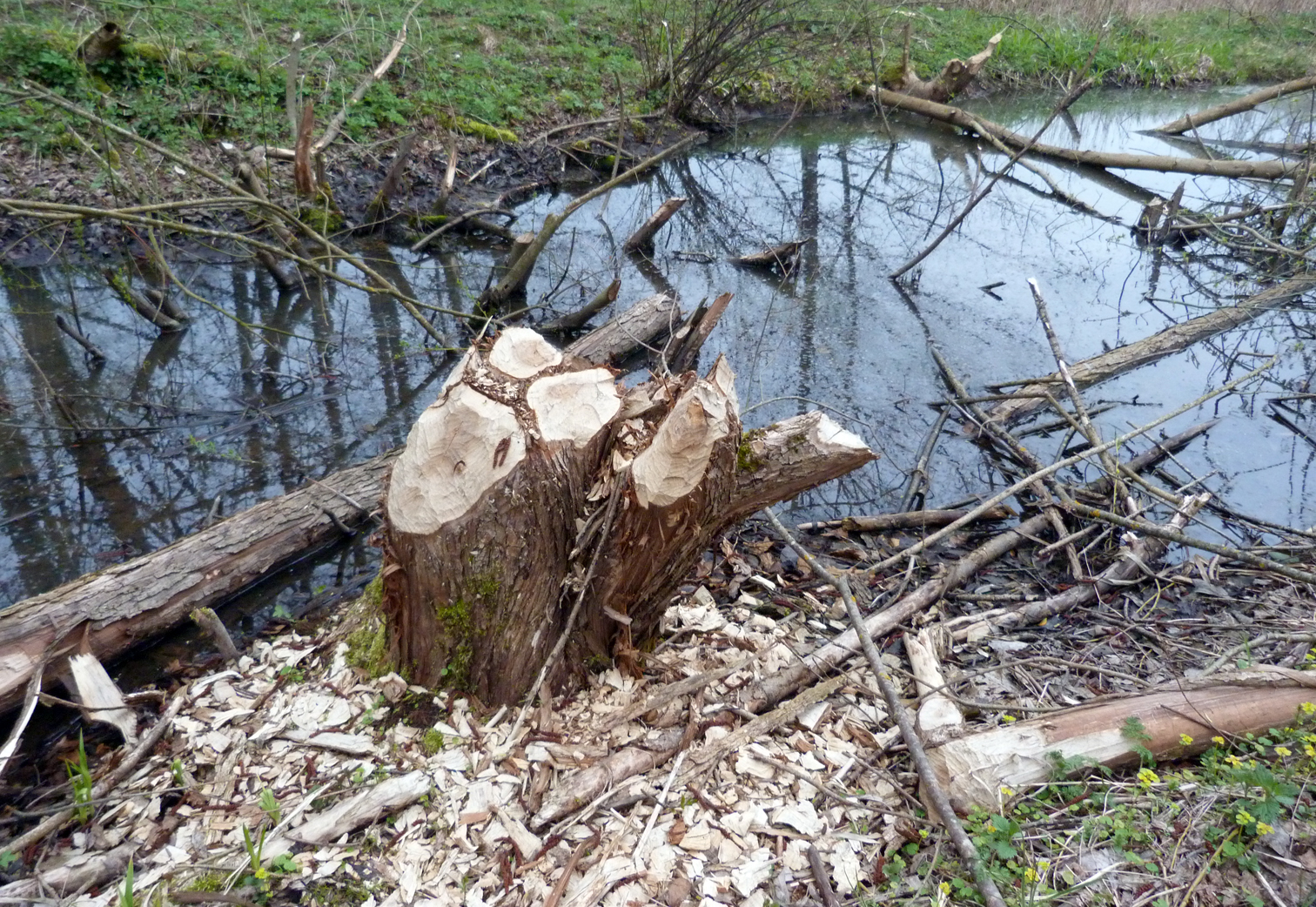 Here be Beavers! 