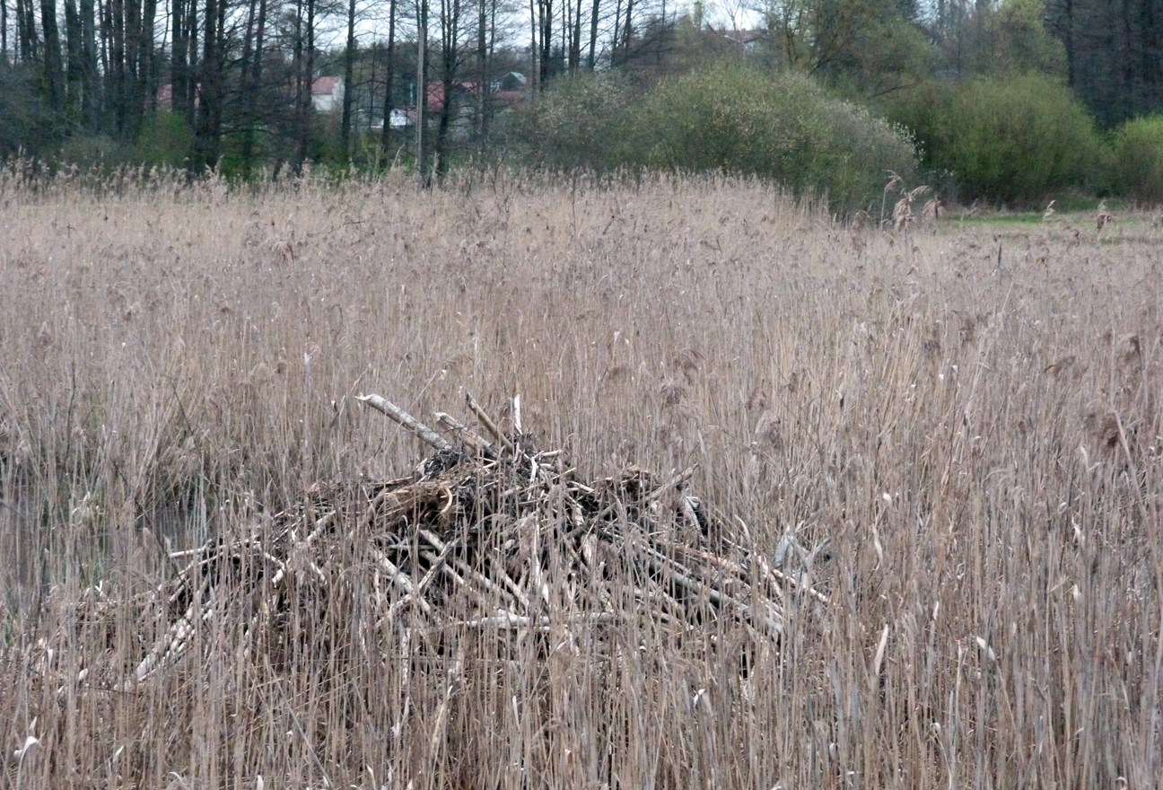 Beaver lodge in the reeds.
