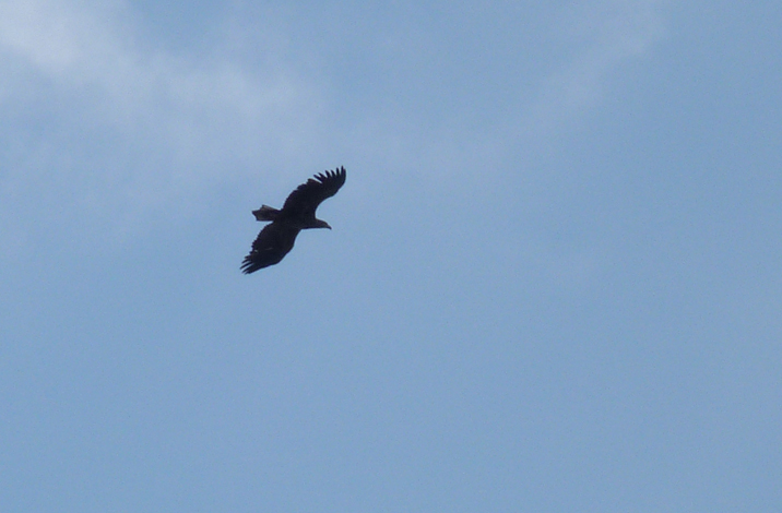White-tailed Eagle - Siemianowka Reservoir