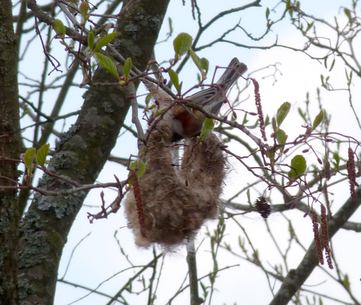 Penduline Tit weaving its nest.