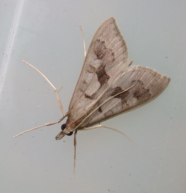 Mecyna asinalis - garden
