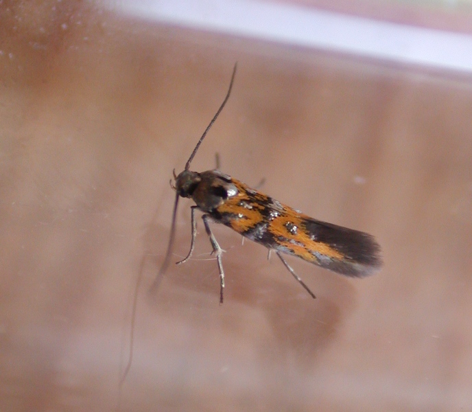 chrysoesthia drurella - garden