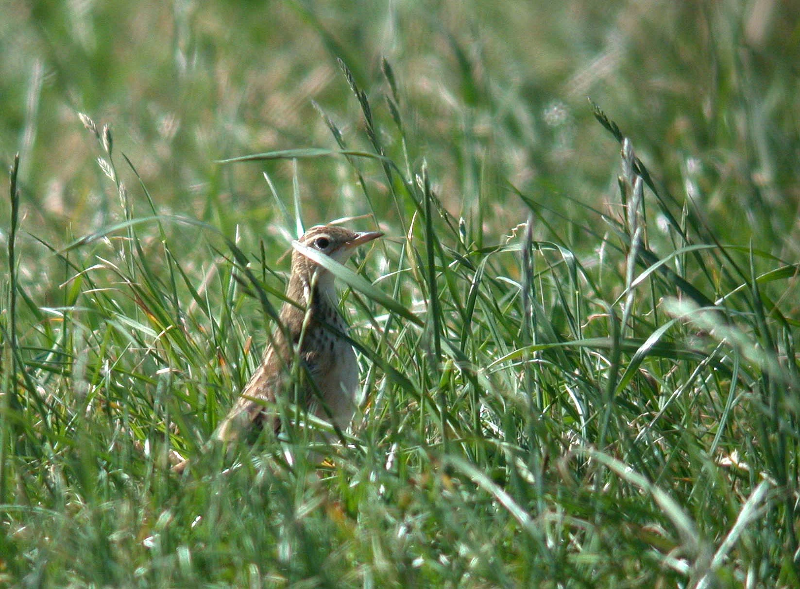 richard's pipit - mont herault - 