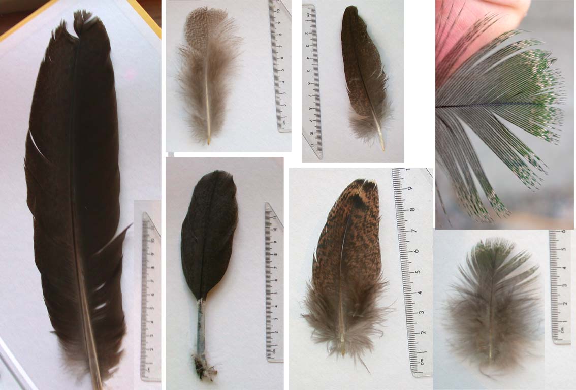 mysterious found feathers