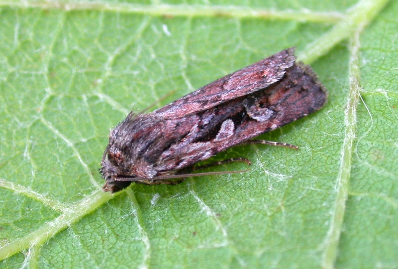 heath rustic - garden