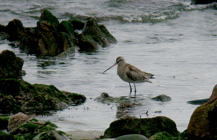 bar-tailed godwit - jaonneuse