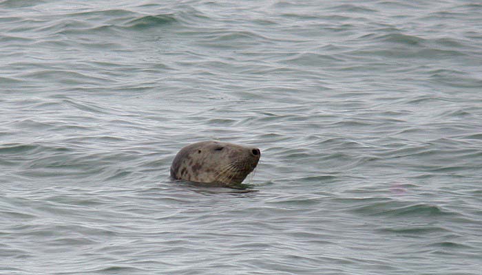 grey seal - jaonneuse
